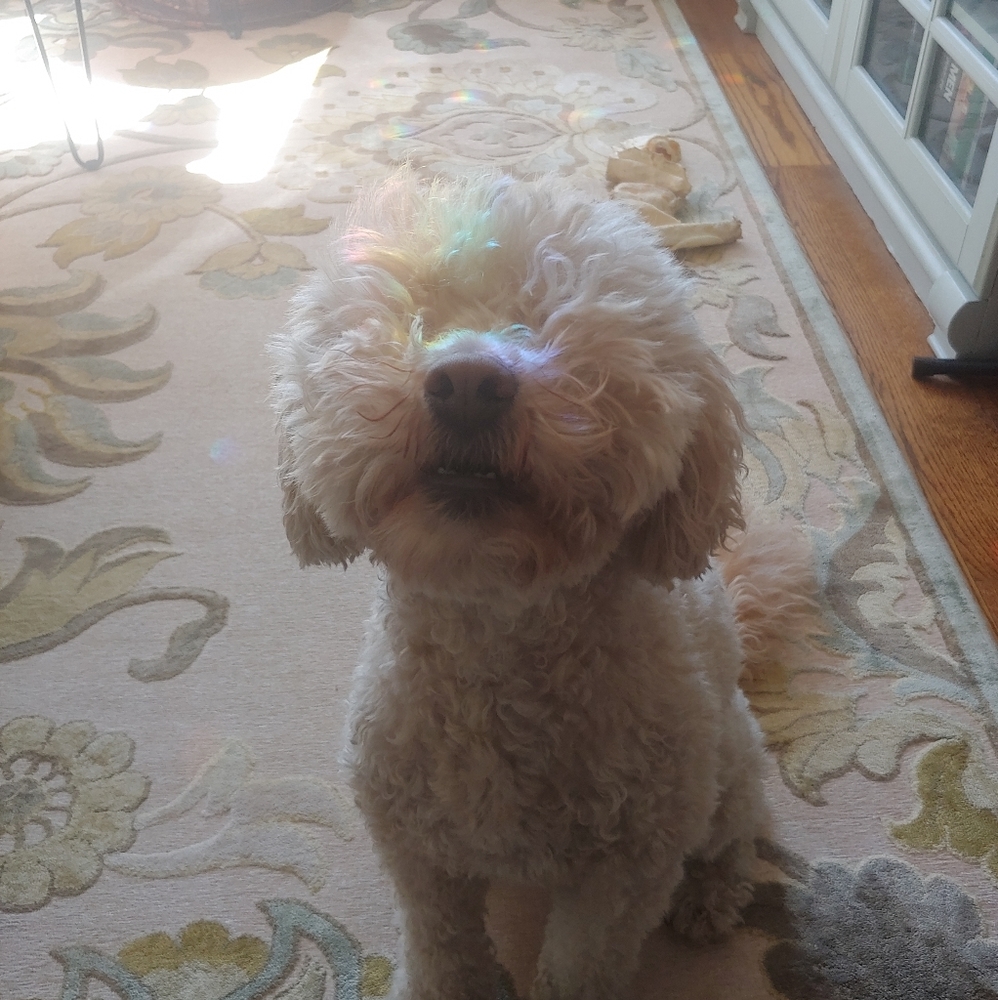 Meet your Posher, Eva